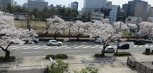 お部屋から見える桜の様子